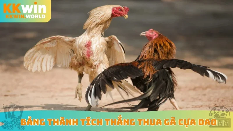 Bảng thành tích thắng thua gà cựa dao