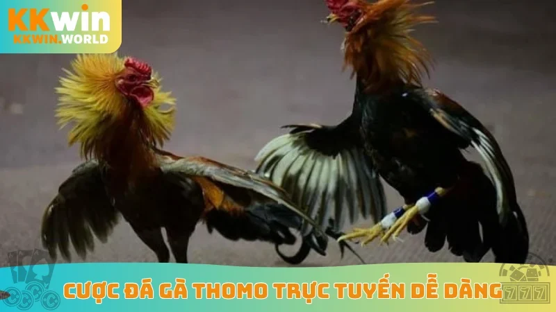 Cược đá gà Thomo trực tuyến dễ dàng