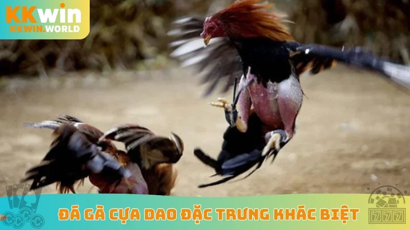 Đá gà cựa dao