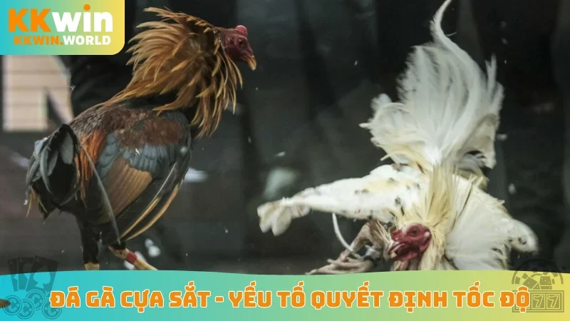 Đá gà cựa sắt