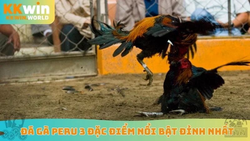 Đá gà Peru