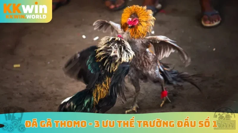 Đá Gà Thomo