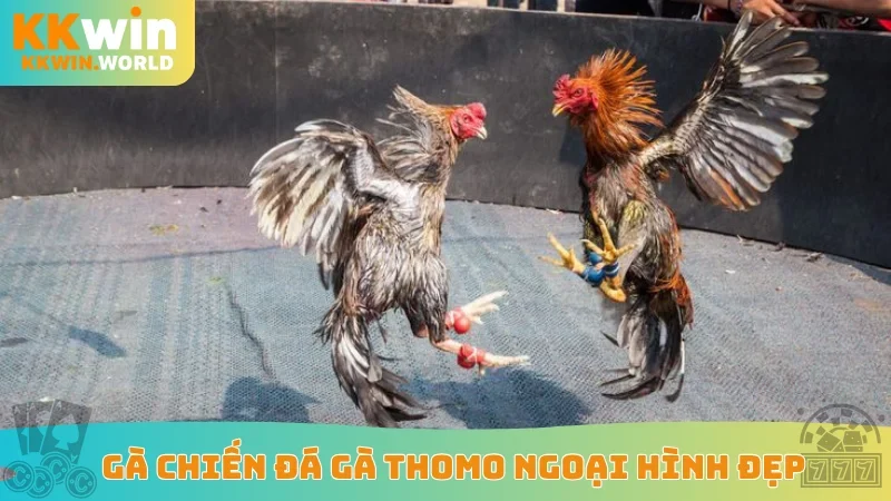 Gà chiến đá gà Thomo ngoại hình đẹp