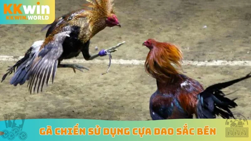 Gà chiến sử dụng cựa dao sắc bén