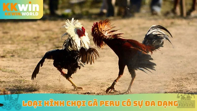 Loại hình chọi gà Peru có sự đa dạng